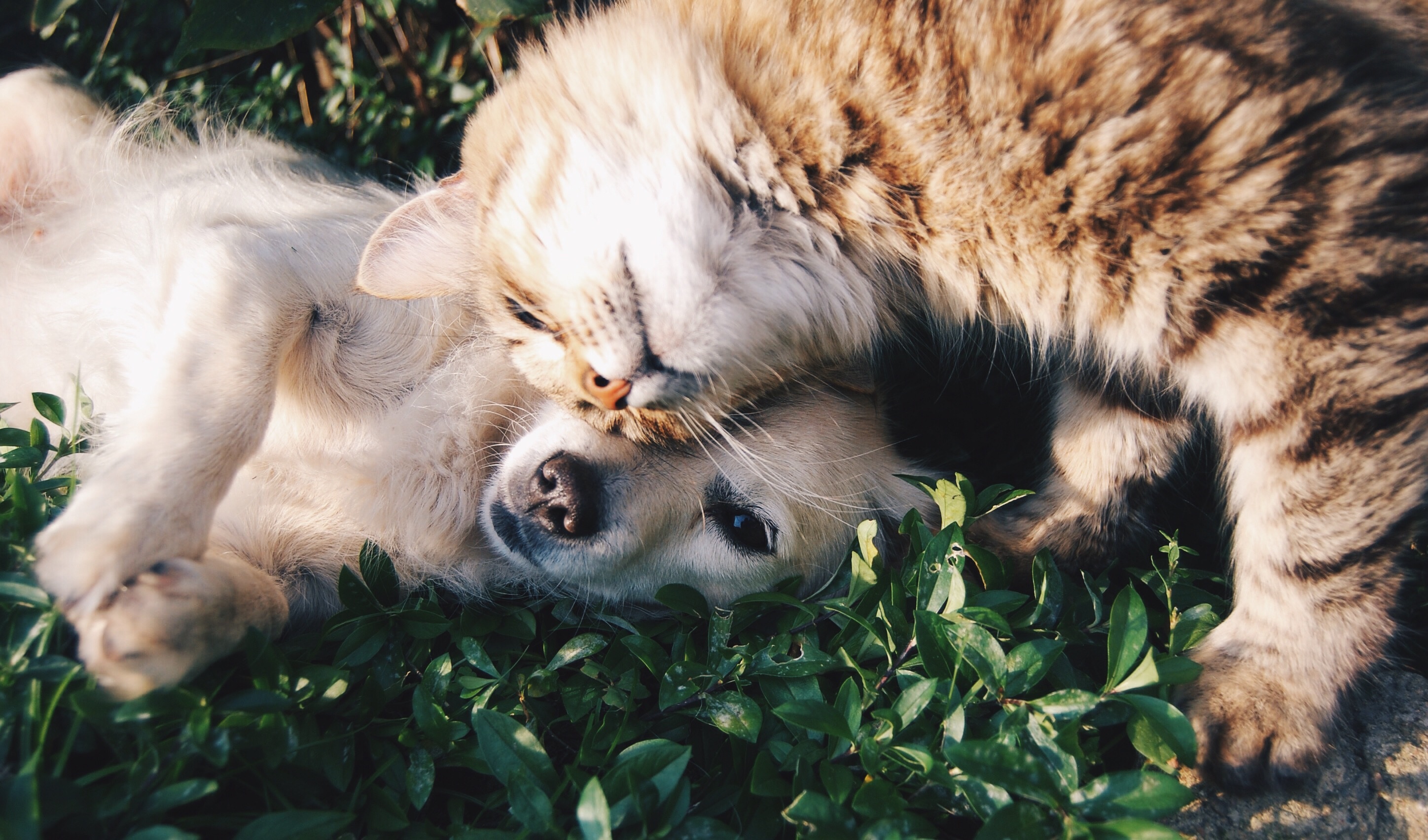 2018 Marketing Calendar for Veterinarians
